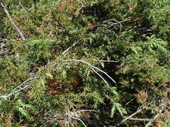 Juniperus communis depressa