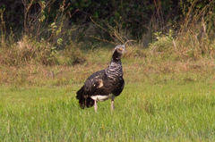 Anhima cornuta