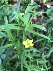 Lysimachia lanceolata