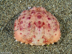 Calappa granulata
