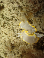 Diaphorodoris alba