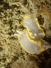 Diaphorodoris alba