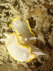 Diaphorodoris alba