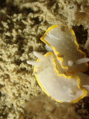 Diaphorodoris alba