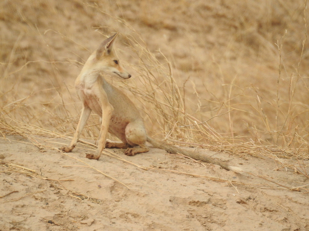 Arabian Red Fox (Vulpes vulpes arabica) - Know Your Mammals