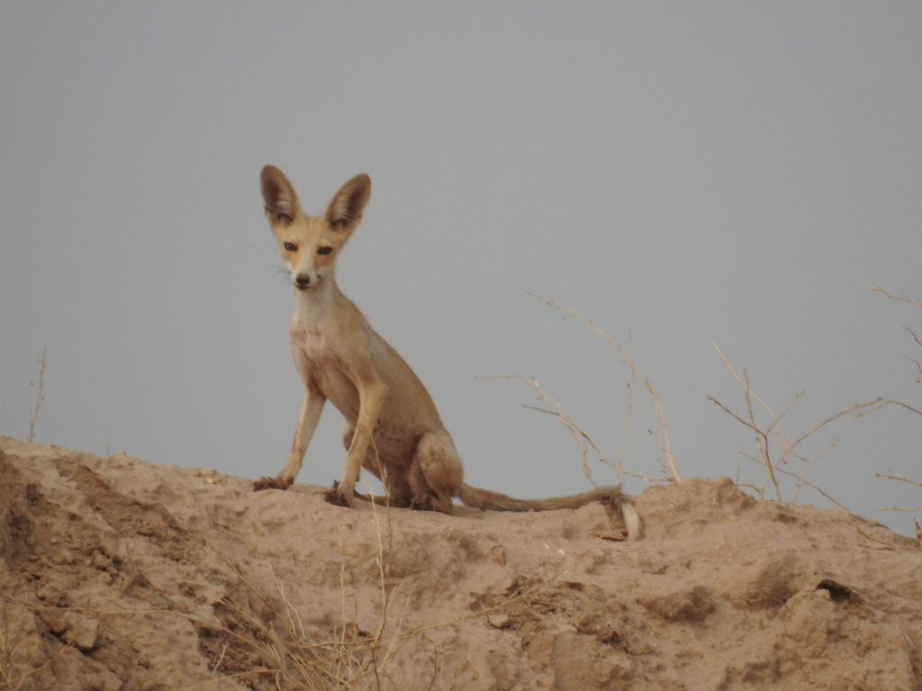 Arabian Red Fox (Vulpes vulpes arabica) - Know Your Mammals