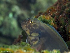 Ophioblennius atlanticus