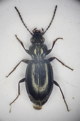 Bembidion grapii