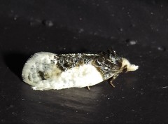 Henricus edwardsiana