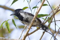 Sakesphorus canadensis