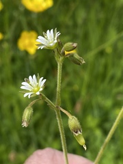 Cerastium fontanum