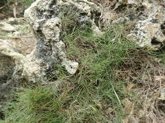 Zoysia pacifica