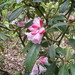 Rhododendron morii - Photo (c) peganum, algunos derechos reservados (CC BY-SA)