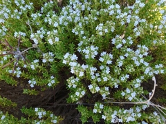Thymus carnosus
