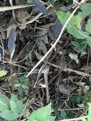 Micrurus nigrocinctus