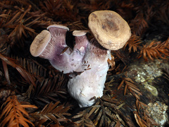 Panus conchatus image