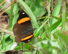 Diaethria pandama