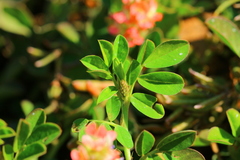 Indigofera oxalidea