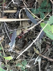 Micrurus nigrocinctus