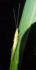 Caulopsis