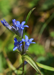Gentiana tianschanica