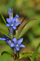 Gentiana tianschanica