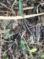 Micrurus nigrocinctus