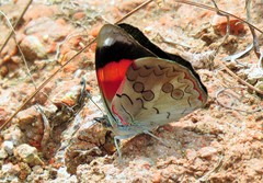 Diaethria pandama