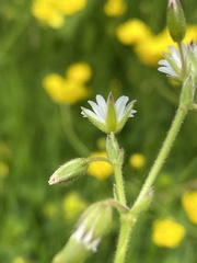Cerastium fontanum