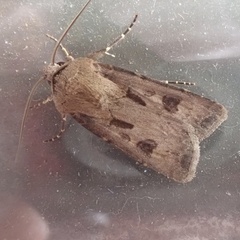 Agrotis exclamationis