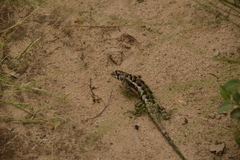 Stenocercus doellojuradoi