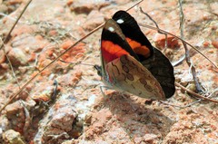 Diaethria pandama