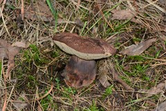 Tylopilus brunneus