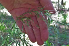 Bromus laevipes