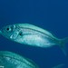 Axillary Seabream - Photo (c) Dennis Rabeling, some rights reserved (CC BY-NC-ND), uploaded by Dennis Rabeling