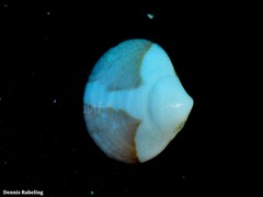 Gouldia minima