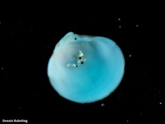 Gouldia minima