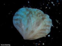 Gouldia minima