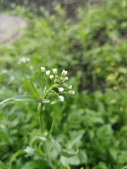 Capsella bursa-pastoris