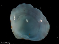 Gouldia minima