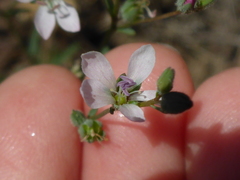 Hesperolinon congestum