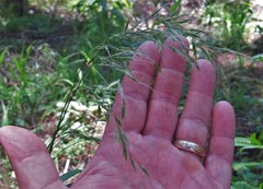 Bromus laevipes