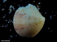 Gouldia minima
