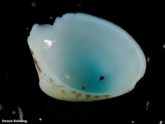 Gouldia minima
