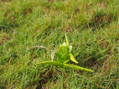 Vincetoxicum matsumurae