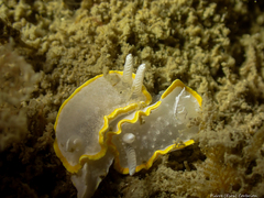 Diaphorodoris alba