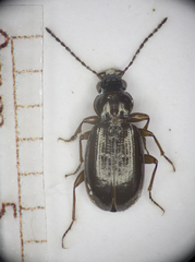 Bembidion grapii