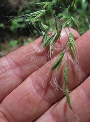 Bromus laevipes