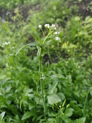 Capsella bursa-pastoris