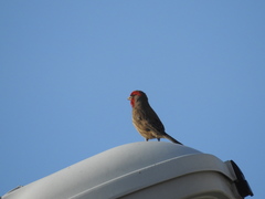 Haemorhous mexicanus